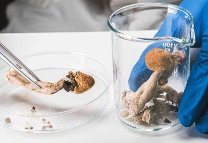 Comparação de imagens do cérebro hiperativo de um usuário de psicodélicos, ao lado de alguém que não ingeriu a substância -  (crédito: BBC) -Comparação de imagens do cérebro hiperativo de um usuário de psicodélicos, ao lado de alguém que não ingeriu a substância -  (crédito: BBC)