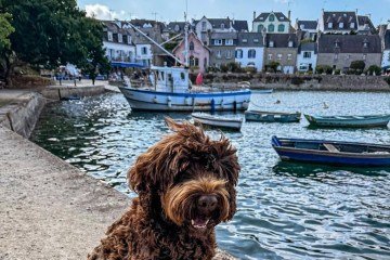 Ativo, inteligente e afetuoso, o cão d’água português cria vínculos fortes com a família e precisa de rotina com exercícios e estímulos para se manter equilibrado