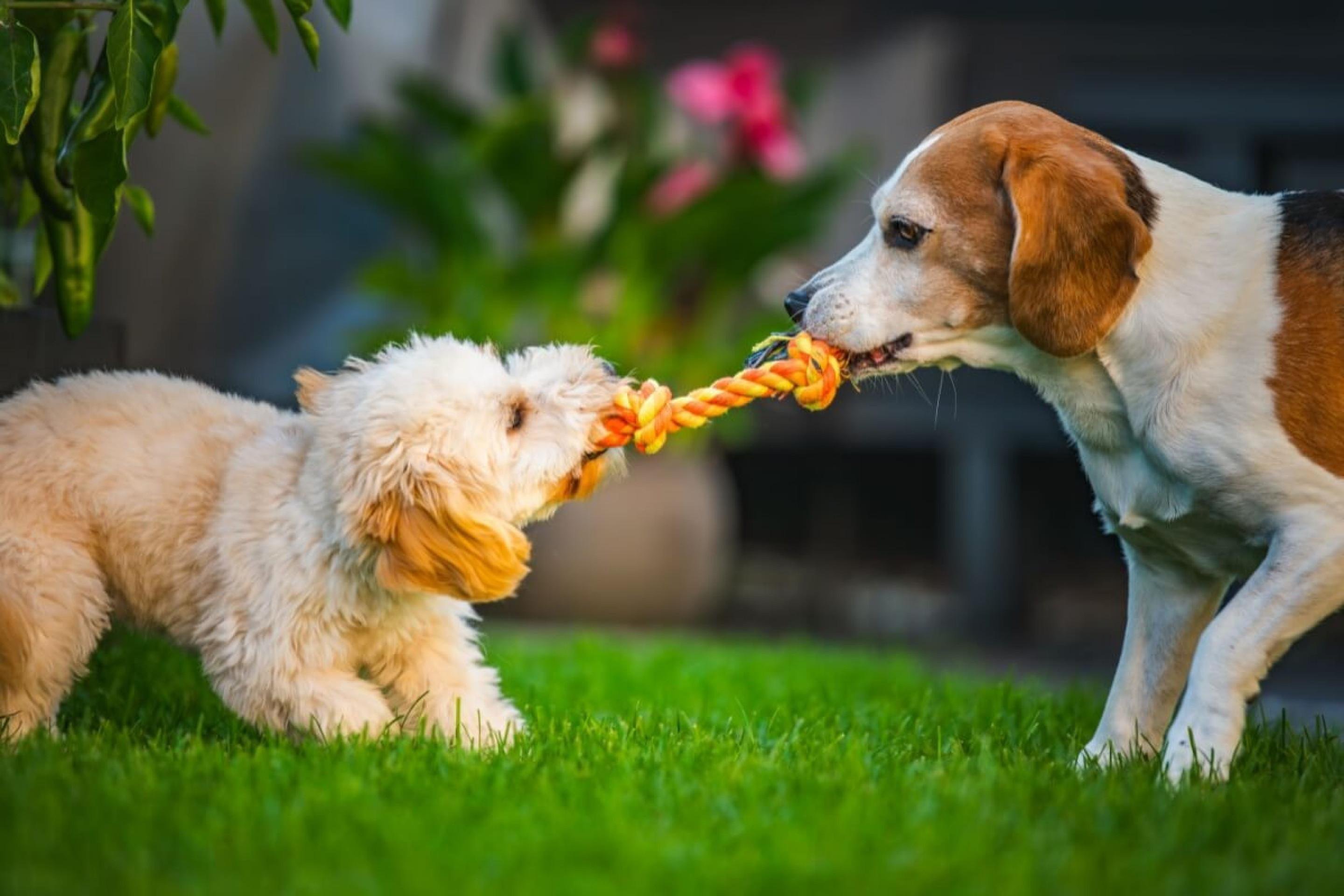 Pets estressados nas férias: 5 dicas para reduzir o impacto de mudanças
