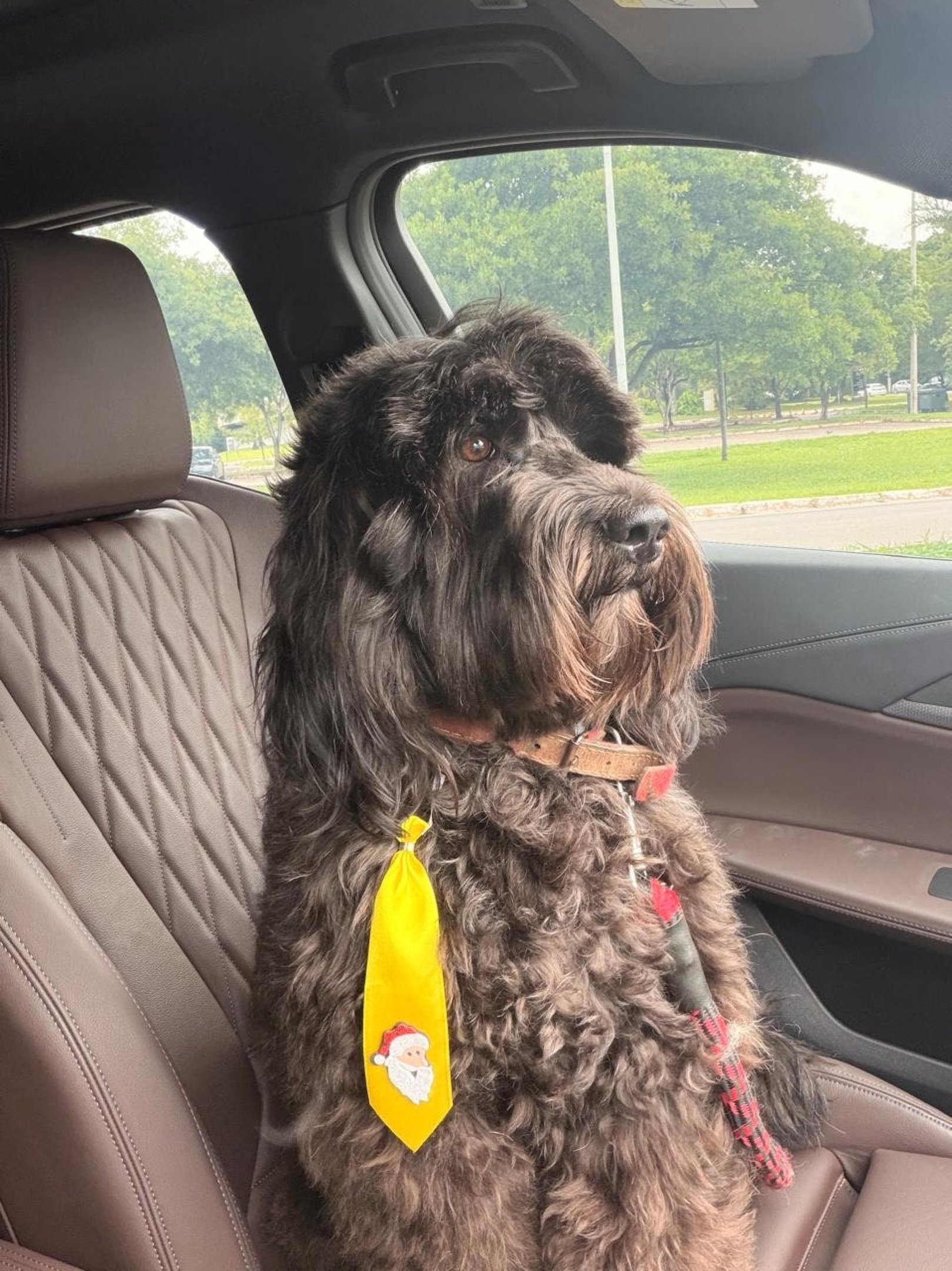 Feito de água e afeto: conheça o cão d'água português 