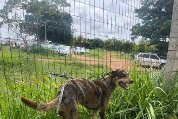 | A cachorrinha não tem a raça identificada -  (crédito: Reprodução PCDF )