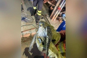 Bombeiros resgatam falcão em poste de energia -  (crédito: CBMDF/Divulgação)