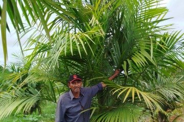 Valdemar Silva na planta&ccedil;&atilde;o de a&ccedil;a&iacute; 