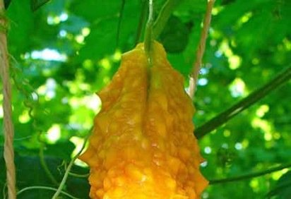 <p>O Momordica charantia, popularmente conhecido como Melão-de-São-Caetano, tem uma aparência incomum e um sabor amargo que intimida os consumidores. Contudo, possui uma história milenar de uso medicinal, ainda pouco explorada no Brasil.</p>
 -  (crédito:  - H. Zell/Wikimédia Commons) -<p>O Momordica charantia, popularmente conhecido como Melão-de-São-Caetano, tem uma aparência incomum e um sabor amargo que intimida os consumidores. Contudo, possui uma história milenar de uso medicinal, ainda pouco explorada no Brasil.</p>
 -  (crédito:  - H. Zell/Wikimédia Commons)