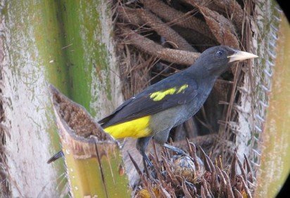 <p>Nativo da Amazônia, o xexéu (Cacicus cela) chama atenção por suas múltiplas habilidades. Além de imitar sons de aves e mamíferos, é um verdadeiro artesão na construção de ninhos elaborados.</p>
 -  (crédito: flickr - Félix Uribe) -<p>Nativo da Amazônia, o xexéu (Cacicus cela) chama atenção por suas múltiplas habilidades. Além de imitar sons de aves e mamíferos, é um verdadeiro artesão na construção de ninhos elaborados.</p>
 -  (crédito: flickr - Félix Uribe)