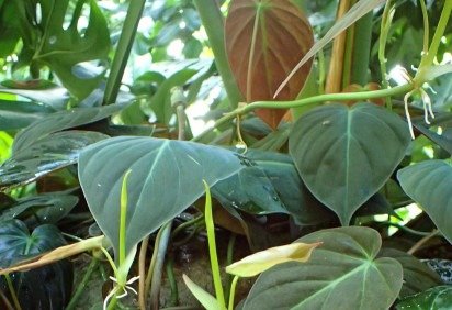 <p>Existem plantas que são admiradas por folhagens únicas, que variam de grandes e dramáticas a delicadas e coloridas, trazendo beleza e vida para os espaços onde são cultivadas. Veja algumas consideradas belas.</p>
 -  (crédito: Krzysztof Ziarnek, Kenraiz wikimedia commons ) -<p>Existem plantas que são admiradas por folhagens únicas, que variam de grandes e dramáticas a delicadas e coloridas, trazendo beleza e vida para os espaços onde são cultivadas. Veja algumas consideradas belas.</p>
 -  (crédito: Krzysztof Ziarnek, Kenraiz wikimedia commons )