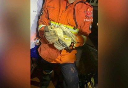 Bombeiros resgatam falc&atilde;o em poste de energia