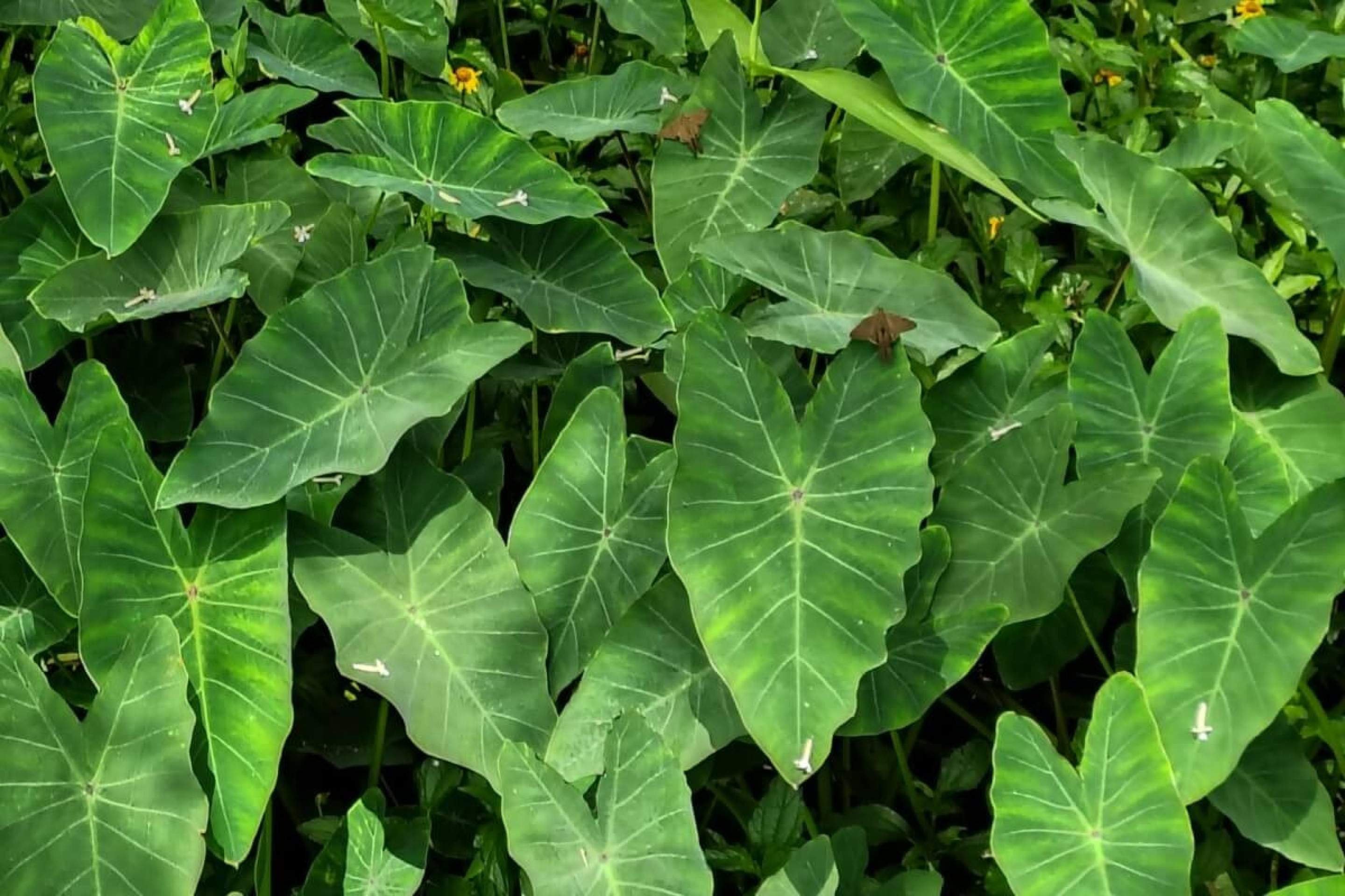 Taioba: benefícios da planta nutritiva que pode transformar sua alimentação