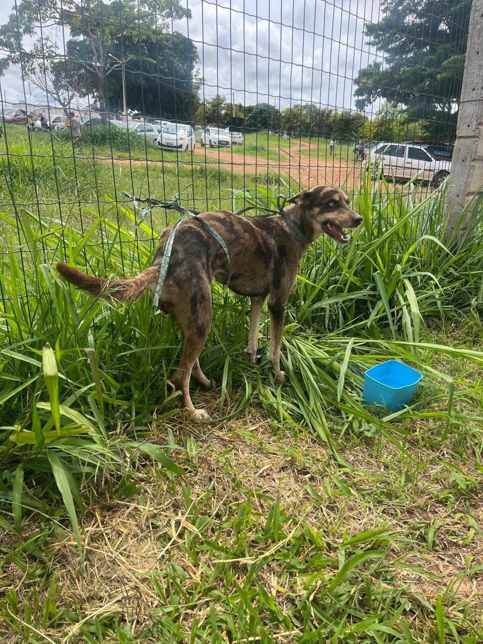 Homem é preso por maus-tratos a animal após prender cadela em cerca
