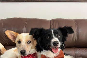 Piatã e Puitã, 2 anos, foram abandonados em um terminal de ônibus, onde viveram por meses. São muito companheiros, com indicação para adoção conjunta