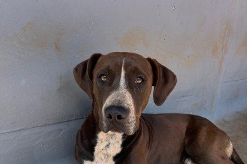O Pluto, 2 anos, f era ameaçado por moradores da região onde pernoitava, por acharem que era perigoso. É extremamente dócil com pessoas e outros animais