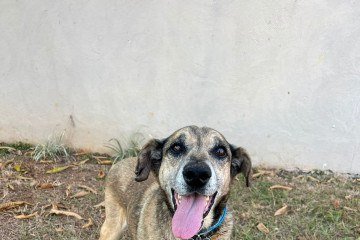 Resgatado das enchentes no Rio Grande do Sul, o Peri, 12 anos, está há dois anos em Brasília sem encontrar uma família