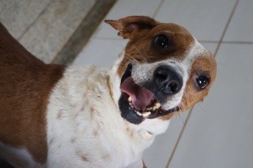 A iniciativa que já passou por Itapoã, Paranoá, Riacho Fundo II e Samambaia, está agora na Colônia Agrícola 26 de Setembro e já aumentou o número de cadastros para o procedimento em 500% no último mês
- (crédito: Bruna Gaston CB/DA Press) A iniciativa que já passou por Itapoã, Paranoá, Riacho Fundo II e Samambaia, está agora na Colônia Agrícola 26 de Setembro e já aumentou o número de cadastros para o procedimento em 500% no último mês
- (crédito: Bruna Gaston CB/DA Press)