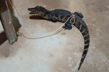 Jacaré é resgatado em casa em São Sebastião -  (crédito: CBMDF/Divulgação)