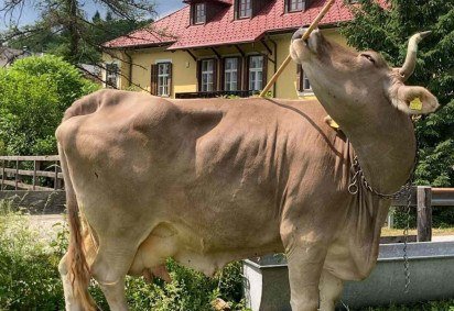 Os chimpanzés demonstram um uso sofisticado de ferramentas, como usar um graveto para pegar frutas de uma caixa -  (crédito: Getty Images) -Os chimpanzés demonstram um uso sofisticado de ferramentas, como usar um graveto para pegar frutas de uma caixa -  (crédito: Getty Images)