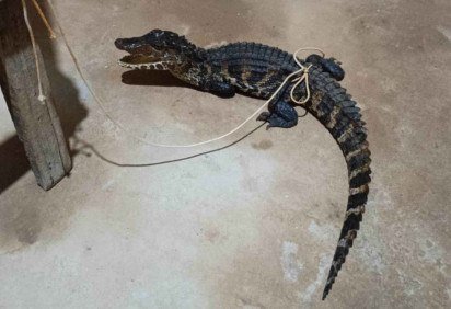 Jacaré é resgatado em casa em São Sebastião -  (crédito: CBMDF/Divulgação) -Jacaré é resgatado em casa em São Sebastião -  (crédito: CBMDF/Divulgação)