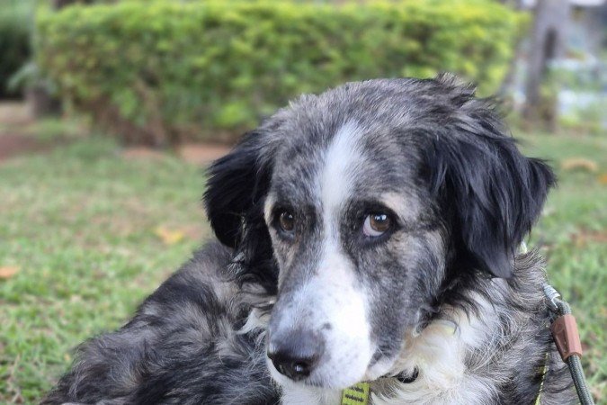 Aru, 5 anos; Pluto, 2; e Peri, 12, estão disponíveis para adoção no Projeto Animalis