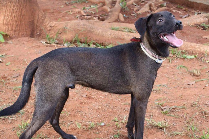O Pituco possui pouco mais de um ano e &eacute; agitado e brincalh&atilde;o
      