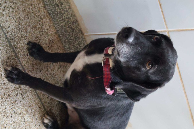 O Ant&ocirc;nio, 4 anos, &eacute; calmo e ideal para quem mora em apartamento
      