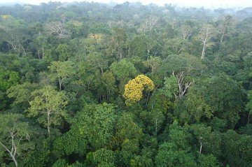 Pesquisadores do Imazon apontam que a identificação precoce de pressões ambientais é um indicativo de possíveis invasões e degradação -  (crédito: wikimedia commons Carlamoura.amb)