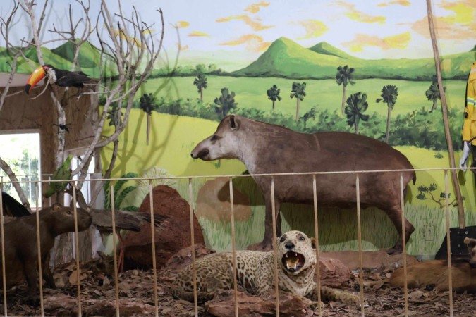 O Espaço Ciência expõe animais taxidermizados