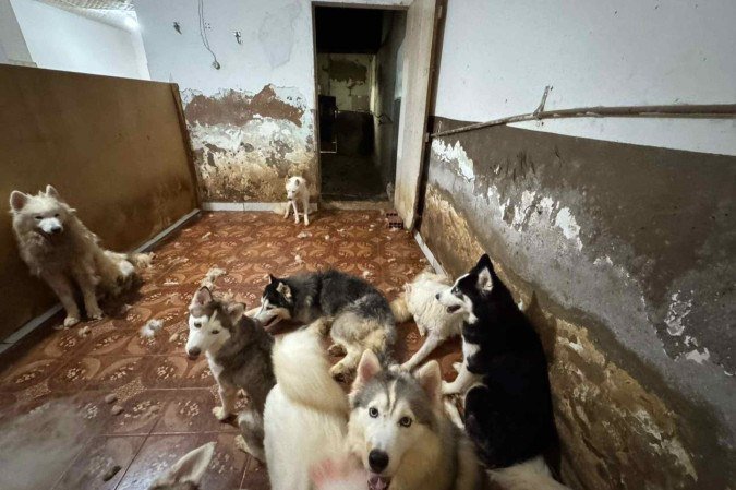 No canil clandestino foram encontrados mais de 130 cães vivendo em condições de grave violação à legislação de proteção animal - (crédito: Divulgação/Assessoria do Deputado Célio Studart) No canil clandestino foram encontrados mais de 130 cães vivendo em condições de grave violação à legislação de proteção animal - (crédito: Divulgação/Assessoria do Deputado Célio Studart)
