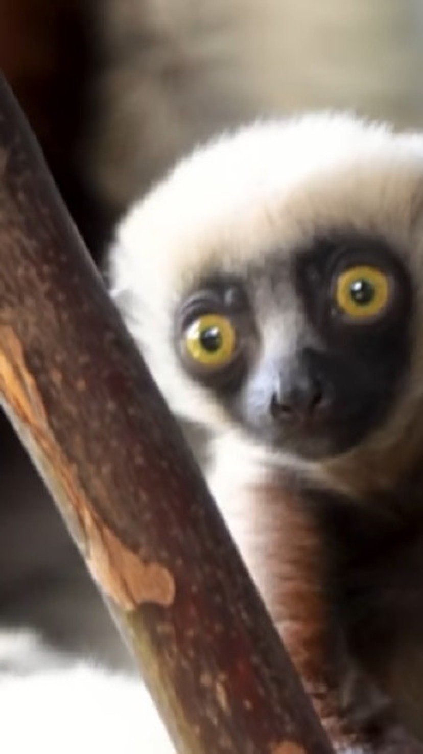 <p>Os lêmures estão na lista das espécies de animais sob ameaça de extinção no planeta. Por isso, quando um indivíduo nasce, é motivo de comemoração. É o que aconteceu com um filhote de lêmure-sifaka, recentemente, no zoológico Chester, em Cheshire, na Inglaterra.</p>
- (crédito: Reprodução/Instagram) <p>Os lêmures estão na lista das espécies de animais sob ameaça de extinção no planeta. Por isso, quando um indivíduo nasce, é motivo de comemoração. É o que aconteceu com um filhote de lêmure-sifaka, recentemente, no zoológico Chester, em Cheshire, na Inglaterra.</p>
- (crédito: Reprodução/Instagram)