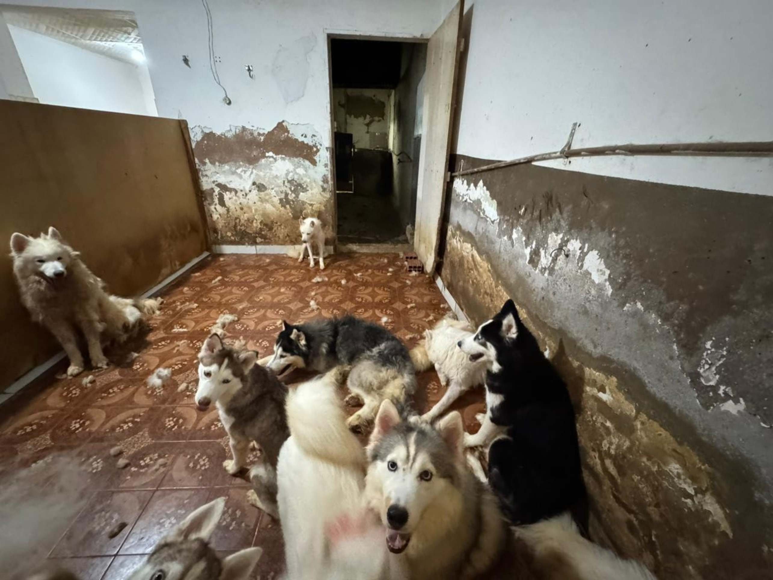 MP indicia proprietária de canil clandestino após denúncia