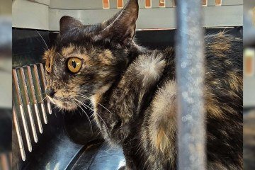 Gatos s&atilde;o resgatados de abandono em antiga costelaria de Bras&iacute;lia -  (crédito: PCDF/Divulgação)