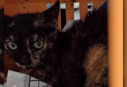 Gatos s&atilde;o resgatados de abandono em antiga costelaria de Bras&iacute;lia