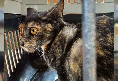 Gatos s&atilde;o resgatados de abandono em antiga costelaria de Bras&iacute;lia