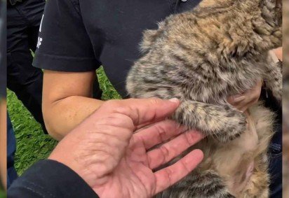 Gatos s&atilde;o resgatados de abandono em antiga costelaria de Bras&iacute;lia
