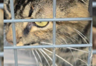 Gatos s&atilde;o resgatados de abandono em antiga costelaria de Bras&iacute;lia