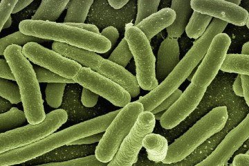 Produzida naturalmente pela bactéria do solo streptomyces rimosus, a manikomicina interfere diretamente na fabricação de proteínas, processo essencial para a sobrevivência dos microrganismos. -  (crédito: Gerd Altmann/Pixabay)