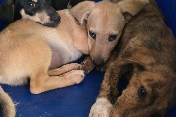 Entre os tr&ecirc;s filhotes dois s&atilde;o machos e um &eacute; f&ecirc;mea -  (crédito: Pol&iacute;cia Civil do Distrito Federal)