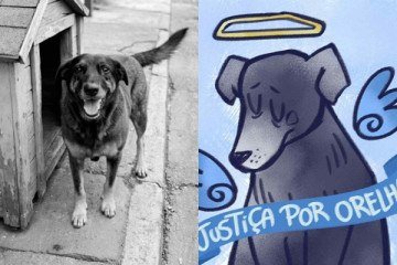 Orelha era um cão comunitário que precisou ser sacrificado pela gravidade dos ferimentos - (crédito: Reprodução/Redes sociais ) Orelha era um cão comunitário que precisou ser sacrificado pela gravidade dos ferimentos - (crédito: Reprodução/Redes sociais )