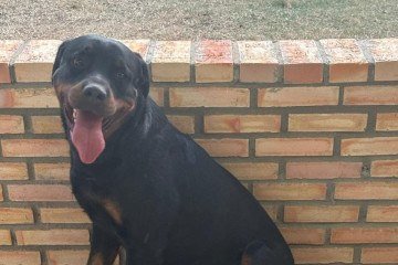 Koda é tranquilo e sociável, pois cresceu em um ambiente onde havia adestramento