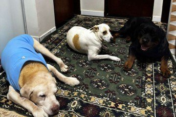 Marley, Pandora e Kodaconvivem tranquilamente nopós-adestramento