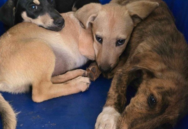 Polícia Civil do Distrito Federal