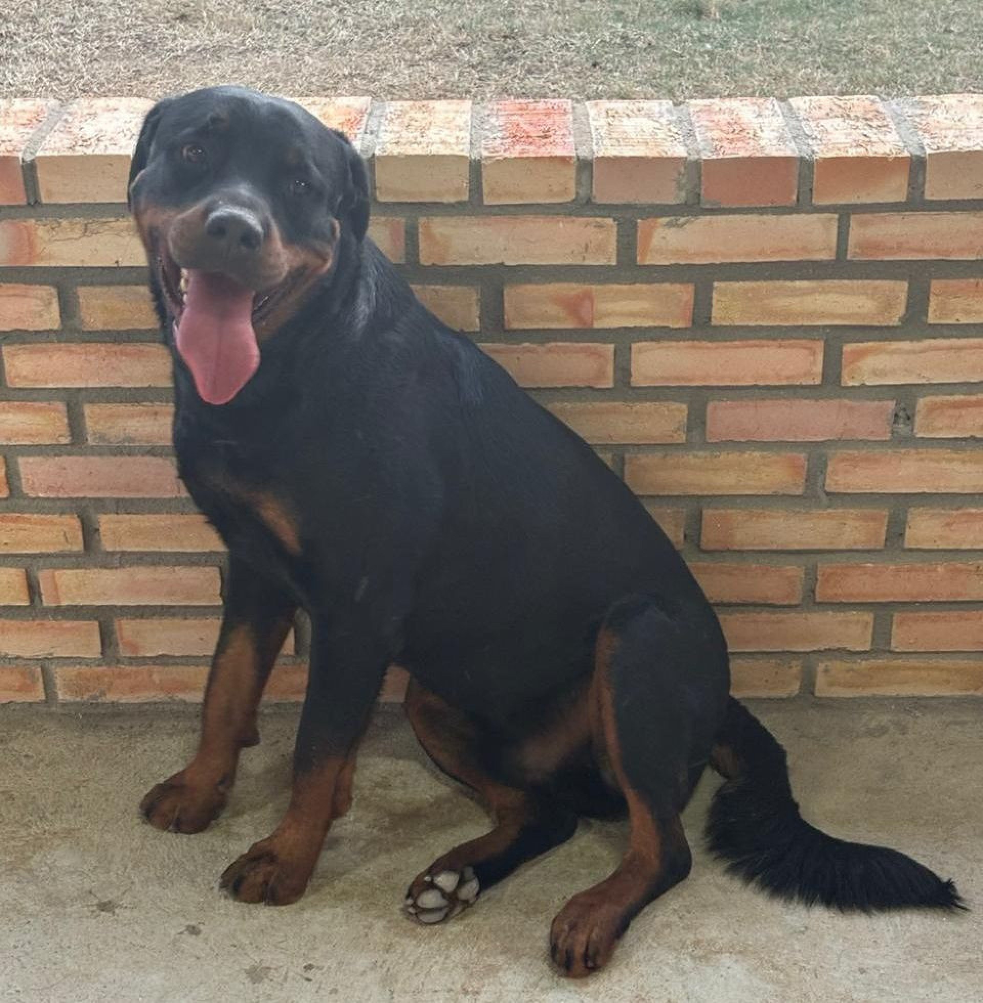 Michelle conta que Koda &eacute; tranquilo e soci&aacute;vel pois cresceu em em ambiente onde havia adestramento