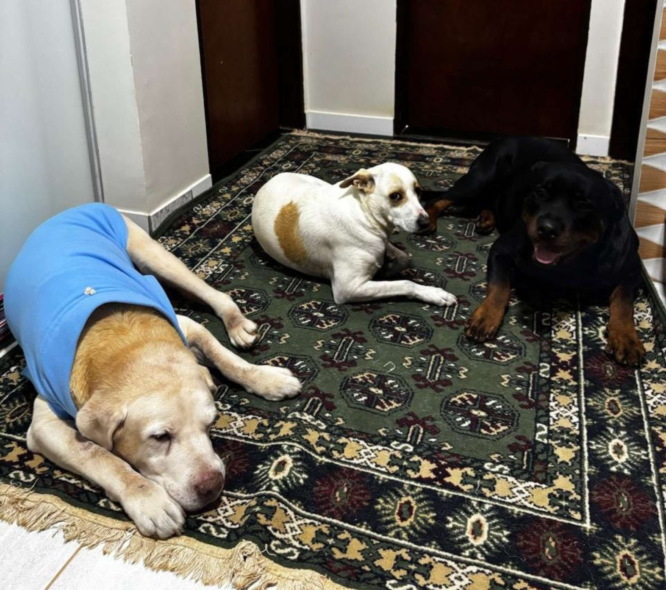 Marley, Pandora e Koda convivem tranquilamente p&oacute;s adestramento