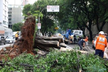 Árvora que caiu na rua Consolação interditou a via no sentido Avenida Paulista -  (crédito:  Rovena Rosa/Agência Brasil)