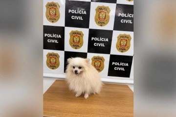 Homem invade residência no Lago Norte e rouba cachorro; animal é recuperado pela polícia - (crédito: PCDF/Divulgação) Homem invade residência no Lago Norte e rouba cachorro; animal é recuperado pela polícia - (crédito: PCDF/Divulgação)