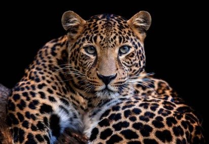 Com visão aguçada no escuro, os leopardos se destacam como caçadores noturnos (Imagem: Volodymyr Burdiak | Shutterstock)
 -  (crédito: EdiCase) -Com visão aguçada no escuro, os leopardos se destacam como caçadores noturnos (Imagem: Volodymyr Burdiak | Shutterstock)
 -  (crédito: EdiCase)