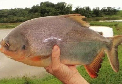 Estudo da Embrapa e da USP aponta potencial do biofilme de pele de tambatinga como alternativa ao plástico -  (crédito: Fábio Rosa Sussel/divulgação) -Estudo da Embrapa e da USP aponta potencial do biofilme de pele de tambatinga como alternativa ao plástico -  (crédito: Fábio Rosa Sussel/divulgação)