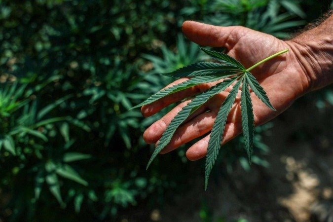 Uma produção de óleo de cannabis em Belo Horizonte - (crédito: Dado Galdieri/Bloomberg via Getty Images) Uma produção de óleo de cannabis em Belo Horizonte - (crédito: Dado Galdieri/Bloomberg via Getty Images)