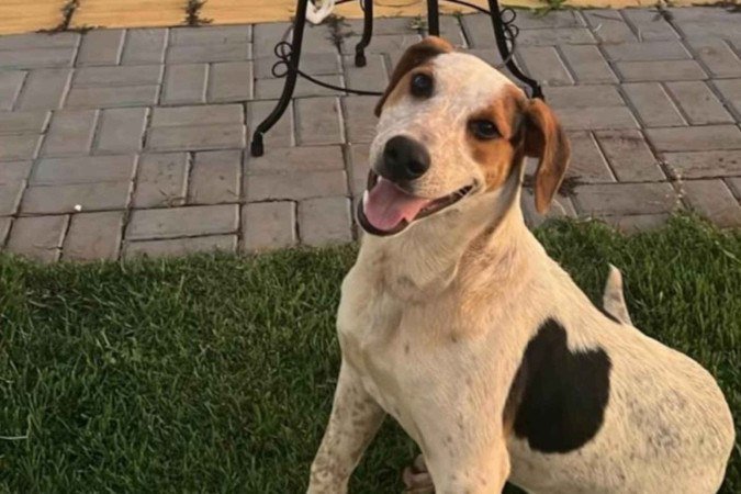 Cão comunitário é morto a tiros no Paraná - (crédito: Instagram via @cimouraa) Cão comunitário é morto a tiros no Paraná - (crédito: Instagram via @cimouraa)