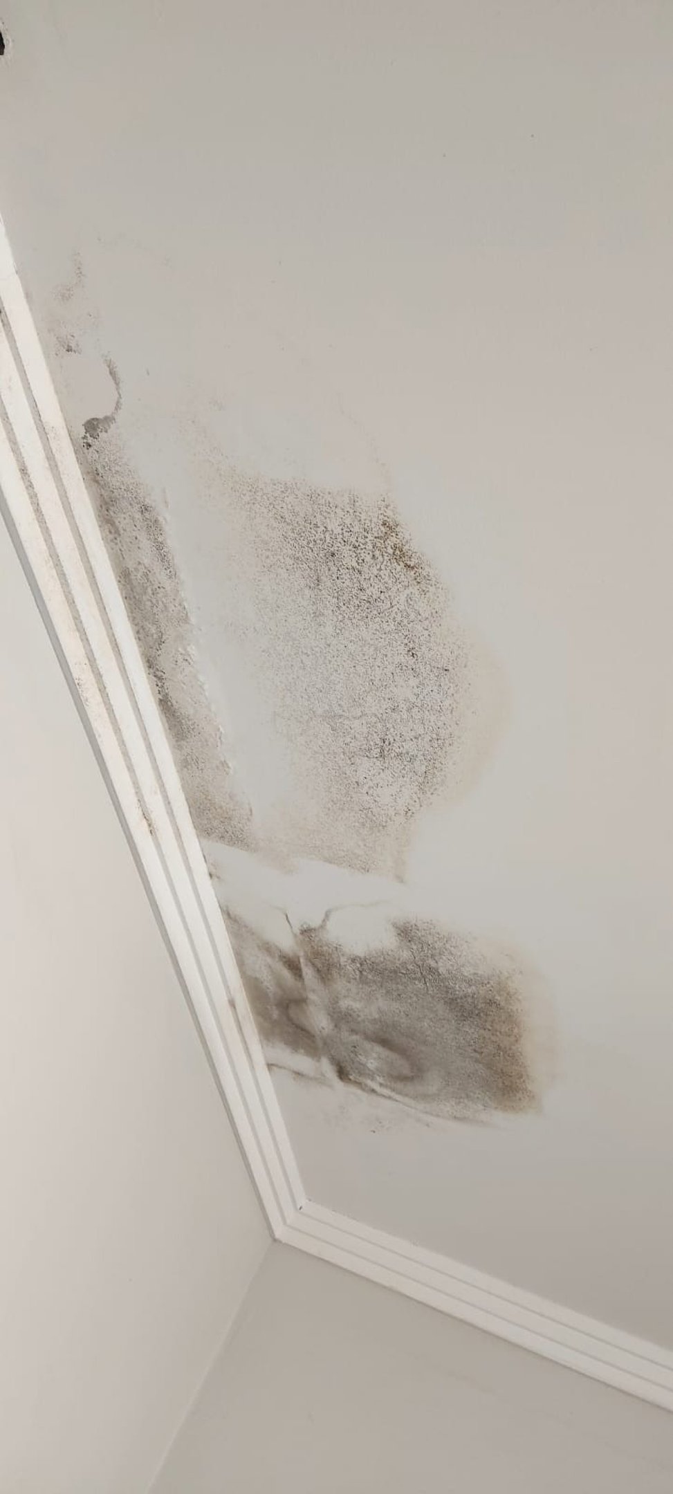 Abrigo clandestino foi autuado por diferentes irregularidades