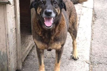 'Orelha' era cuidado pelos moradores de Praia Brava. Animal foi brutalmente agredido e, apesar dos esforços, não conseguiu ser salvo - (crédito: Reprodução/Instagram) 'Orelha' era cuidado pelos moradores de Praia Brava. Animal foi brutalmente agredido e, apesar dos esforços, não conseguiu ser salvo - (crédito: Reprodução/Instagram)