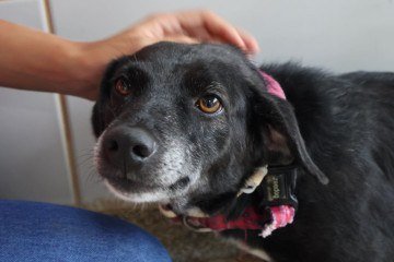 Batizado de Projeto Bob Coveiro, o texto foi inspirado na história de um cachorro que viveu por dez anos em um cemitério e foi enterrado junto de sua tutora (imagem meramente ilustrativa) -  (crédito:  Bruna Gaston CB/DA Press)